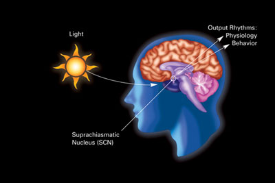 Circadian rhythm