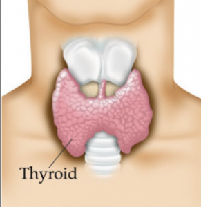 thyroid-questions-and-answers-natalie-jill