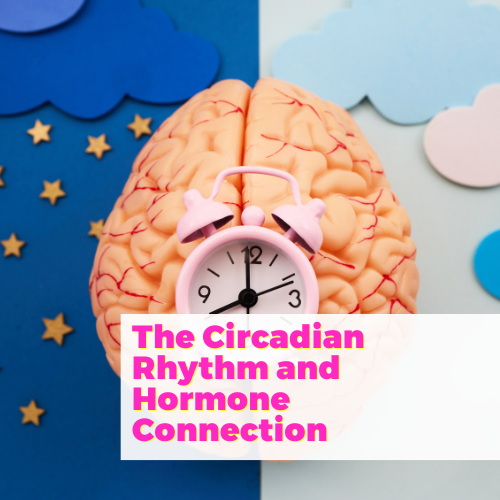 The Circadian Rhythm and Hormone Connection with Sarah Kleiner